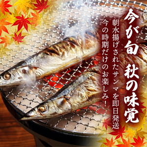 鮮さんま 16本入 (1尾 100g～120g) 岩手大船渡産 サンマ 秋刀魚 産地直送 新鮮 期間限定 鮮魚 新鮮さんま 魚 焼き魚 三陸さんま 岩手 大船渡市