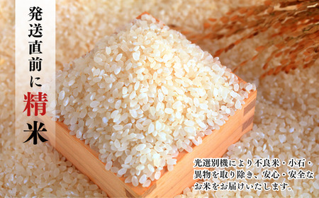 先行予約 コシヒカリ 5kg 新潟県三条市下田産こしひかり 令和7年産 新潟県産コシヒカリ 精米 白米 三条市下田産コシヒカリ【010S180】