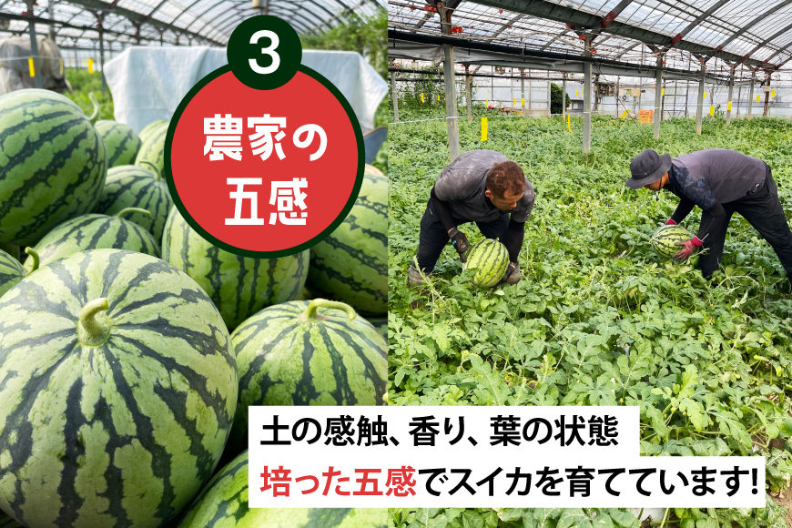 AJ698 【令和8年出荷分】 Farm honda 大玉スイカ 1玉 8kg以上 [ スイカ すいか 西瓜 大玉すいか 肥後浪漫 羅皇ザ・スイート 羅王 ラオウ らおう あまい 本多光則農園 ]_イ