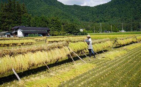 【令和7年度産】 自然栽培 天日干し 朝日 玄米 5㎏ |　お結び自然農縁