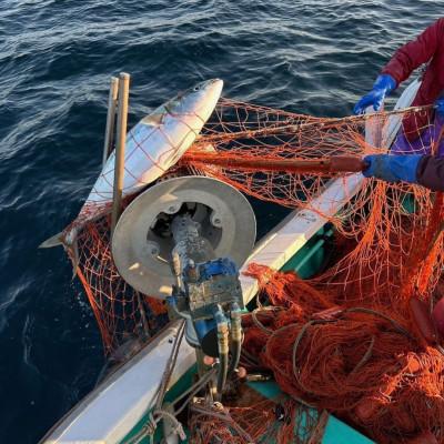 ふるさと納税 海陽町 【4〜5種】勝浦渡船の季節のお魚詰合せセット　《冷凍鮮魚セット》 |  | 01