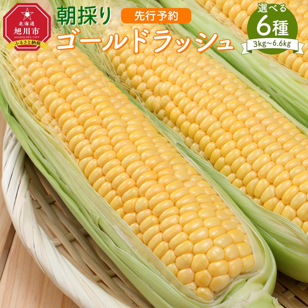 【ふるさと納税】【先行予約】朝採り とうもろこし ゴールドラッシュ（2025年8月下旬発送予定） | コーン とれたて お取り寄せ 野菜 夏野菜 旬 冷蔵配送 冷蔵 旭川市 北海道 送料無料