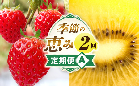 季節の恵み2回定期便A | 果物 フルーツ 定期便 フルーツ定期便 デザート スイーツ イチゴ ゴールドキウイ 青果物 キウイ 果物定期便 旬 旬の果物 ギフト グルメ ご褒美 贈り物 贈答 定期 人