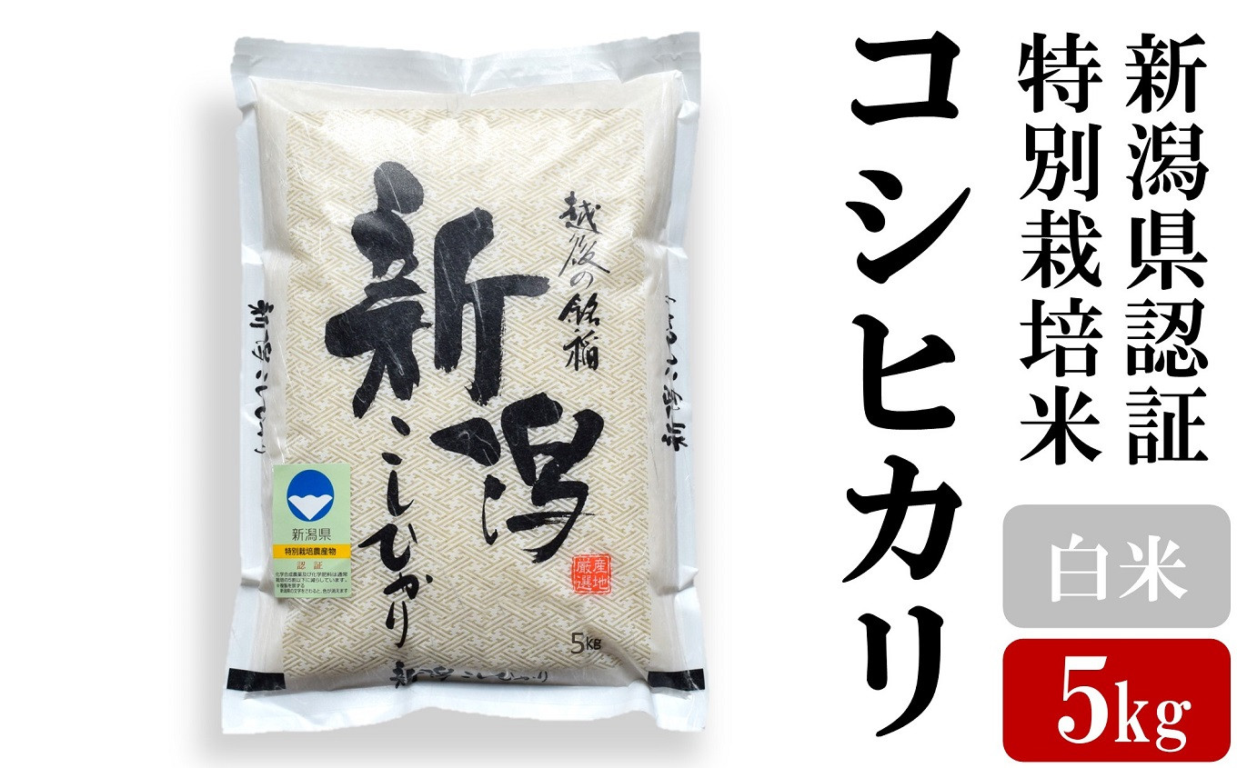 
            新米先行予約【令和7年産新米】上野さんちのコシヒカリ 白米 5kg [Y0405]
          