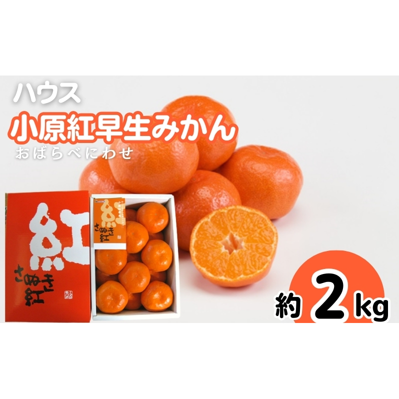 ハウス 小原紅早生 みかん 約2kg化粧箱 果物類 柑橘類 フルーツ 