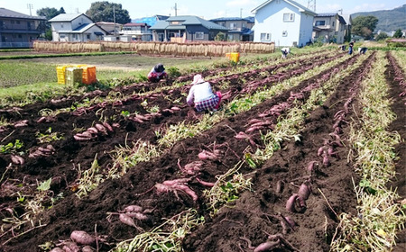 さつまいも 紅はるか 5kg 【駿河農園ベジスル】／ サツマイモ さつま芋 薩摩芋 5キロ ５キロ ５ｋｇ 5000g M L LL 3L 野菜 冬野菜 秋野菜 風物詩 定番 旬 焼き芋 やきいも 焼