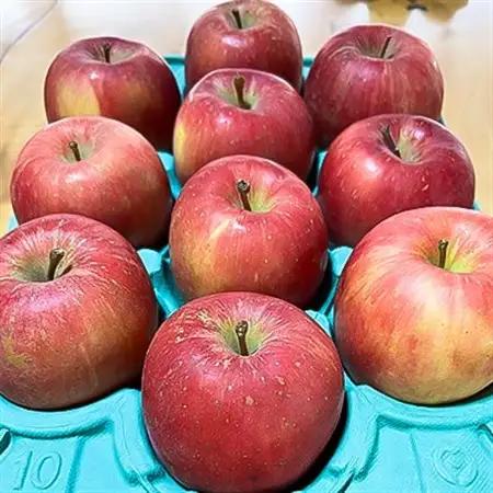 お試し 規格外品 糖度13度以上保証 りんご サンふじ 訳あり 【R7年りんご品評会最高賞】_果物・フルーツ りんご  リンゴ 林檎_【配送不可地域：離島・沖縄県】【1449164】
