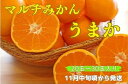 【ふるさと納税】丹精込めて育てました！マルチみかん「うまか」　※11月中旬頃から発送　※離島不可