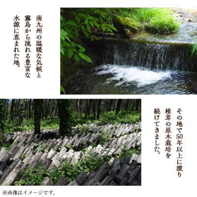 ふるさと納税 曽於市 ギフト用 乾しいたけ (120g) |  | 02