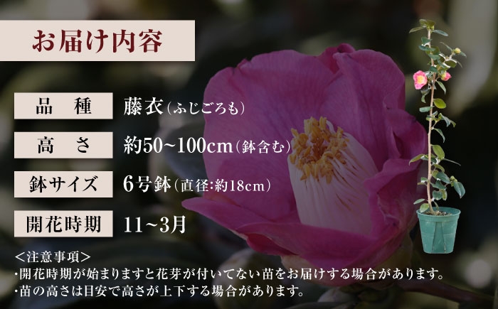 茶席や日常の一輪に。長くお花を楽しめる美しい一重ツバキ5種