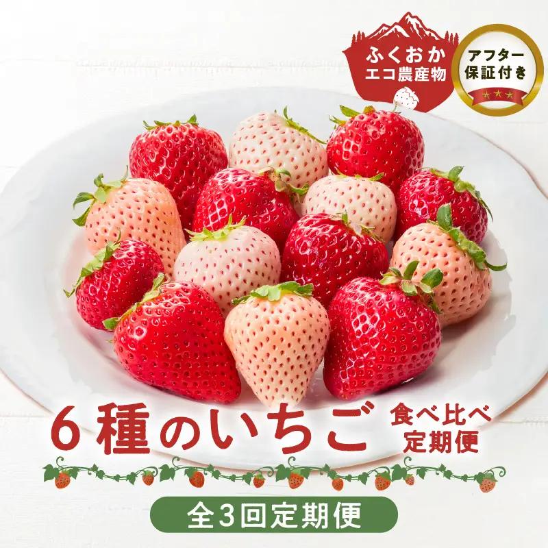 【定期便 3回】特別栽培 6種のいちごの食べ比べ 約540g×3回 _ 定期便 3回 特別栽培 6種 いちご 食べ比べ セット ふくおかエコ農産物 旬のいちご 新鮮 久留米市産 白いちご 淡雪 天使のいちご あまおう かおりの 紅ほっぺ すず 果物 おやつ デザート お取り寄せ フルーツ 福岡県 久留米市 送料無料  〔Tk049〕