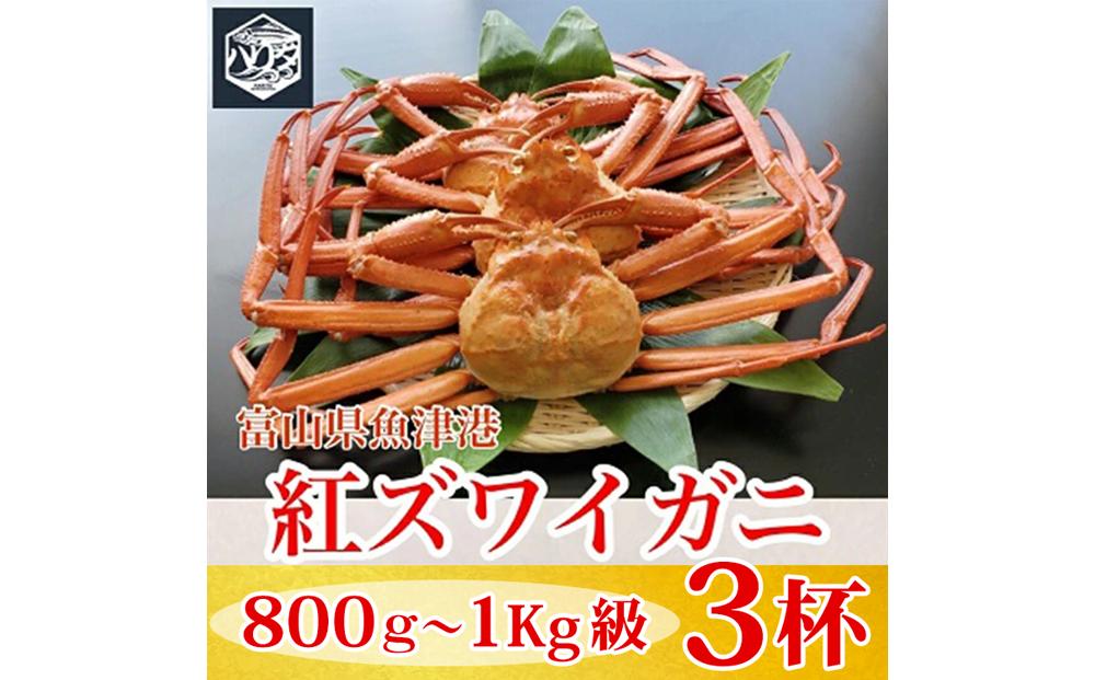 【冷蔵】自社漁船直送！魚卸問屋の紅ズワイガニ 800g～1kg級×3ハイセット ※2026年9月～発送