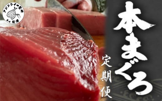 養殖本まぐろ定期便（1本分）【T00-001】
