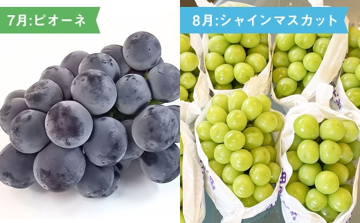 【 6ヶ月連続定期便 】 熊本の旬のフルーツお届け便 （ 7月上旬?12月下旬 ・ 年6回コース ） 果物 フルーツ ピオーネ シャインマスカット 栗 太秋柿 みかん デリシャス 塩アールスメロン 果