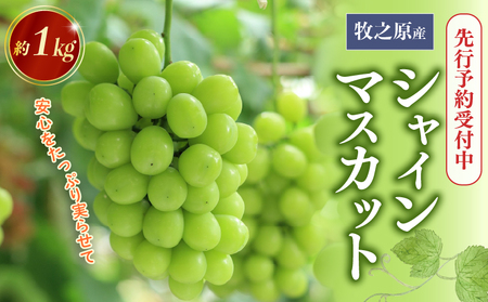 シャインマスカット 1kg 令和7年度産 先行予約 8月初旬より順次発送 数量限定  フルーツ ぶどう 果物 マスカット 安心 おいしい 国産 edama 静岡県 牧之原市
