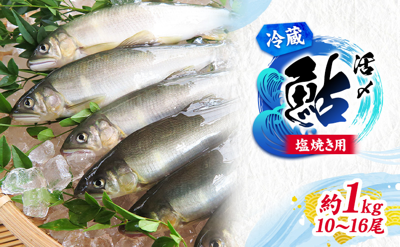 塩焼き用 活〆鮎 1kg （10尾～16尾）｜魚貝類 川魚 アユ ※北海道・沖縄・離島への配送不可 ※2025年7月上旬～9月中旬頃に順次発送予定
