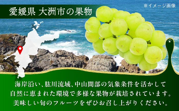【9月上旬より順次発送】パリッとした食感。ジュワッと溢れる幸せ。瀬戸ジャイアンツ2kg（3〜5房）　愛媛県大洲市/沢井青果有限会社 [AGBN005]シャインマスカット ぶどう 葡萄 フルーツ 果物 