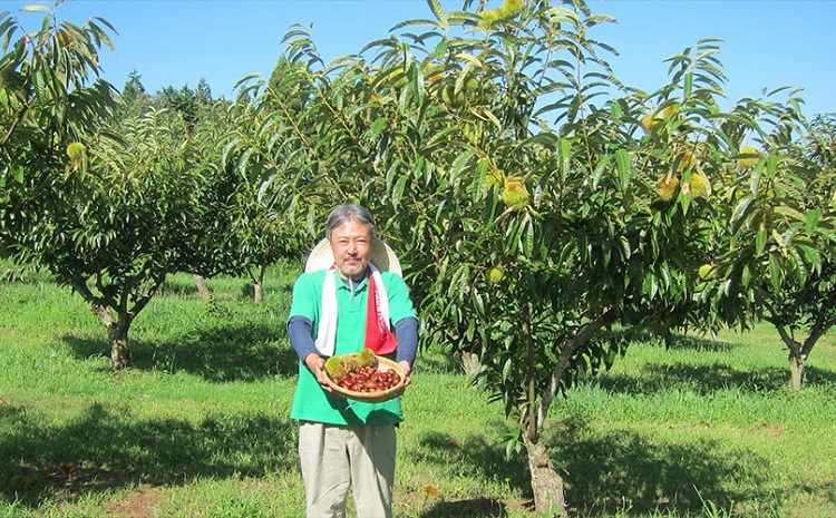 チルド熟成 丹波くり 4L 1kg（京都　京丹波町産　丹波栗　熟成　生栗） ※北海道・沖縄・その他離島は配送不可