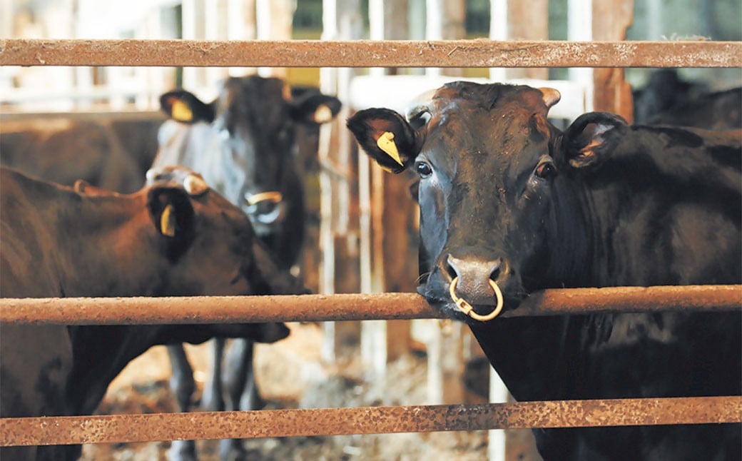 先行予約 武藤牧場 直売店 山嘉 【 黒毛和牛 】 山嘉牛 すきやき 約1kg 【 2025年12月22日発送 】 