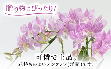 先行予約・2023年4月以降順次発送【10セット限定】デンファレ（洋蘭）3本立ち【2024年4月以降順次発送】 《糸島》【和饗エコファーム株式会社】[AVI004] 蘭 洋ラン 敬老の日 花 ギフト 