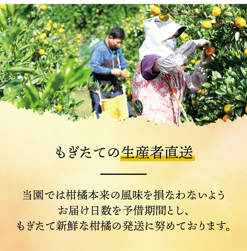 有田 みかん 訳あり 5kg 光センサー 選別 / 温州みかん 有田みかん 甘い 家庭用 和歌山 柑橘 ※1月順次発送 ※北海道・沖縄・離島への配送不可【nuk004-c-5-janD】