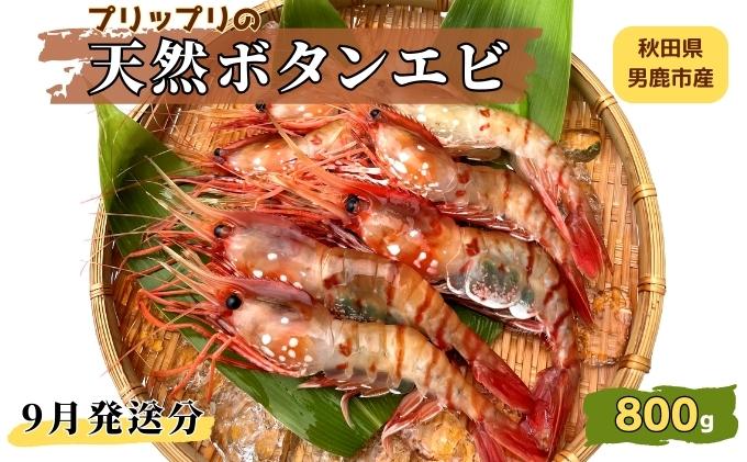 【9月発送分】産地直送 ボタンエビ たっぷりの約800g！ ぷりっぷりでとろける甘さ お刺身や海鮮丼に 秋田県 男鹿市 萬漁水産 