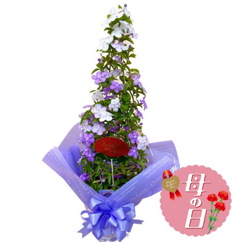 【ふるさと納税】 【先行予約】 母の日に！ アメリカンジャスミン 鉢植え タワー仕立て ニオイバンマツリ 花 贈物 贈答 プレゼント 母の日 2026年5月から順次発送 オンライン決済限定 静岡県 藤枝市