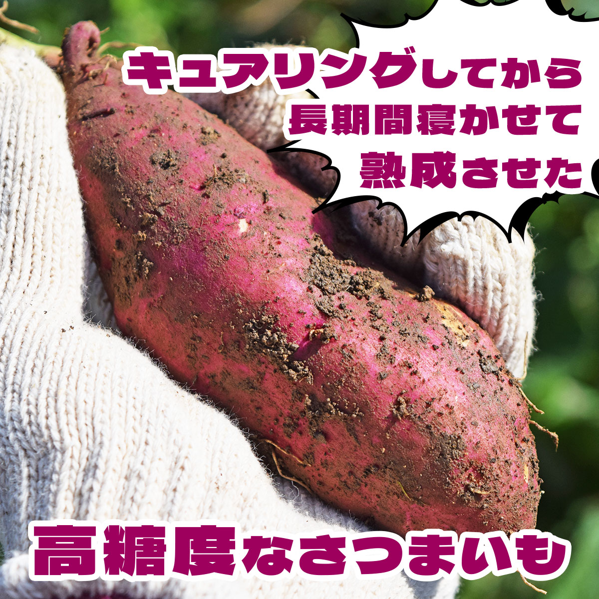 北海道 伊達 さつまいも 紅はるか 5kg 熟成 高糖度 サツマイモ 芋 甘い スイートヤバ芋 産地直送_イメージ3