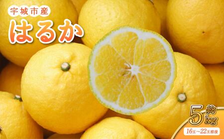 先行予約 特別栽培 宇城市産 はるか 約5kg 【2027年1月上旬から3月下旬発送予定】