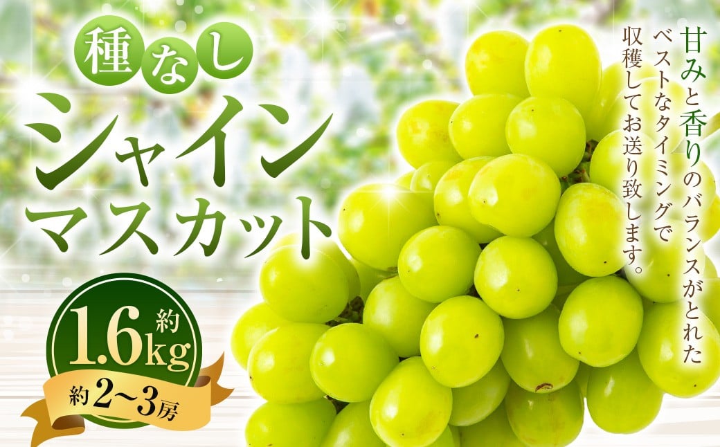 【先行予約】シャインマスカット 2房から3房 (約1.6kg) 