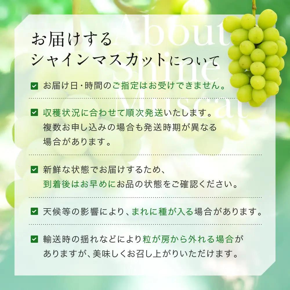 家庭用 シャインマスカット 2～3房 合計1.6kg以上 産地直送 朝採れ ぶどう 葡萄  岡山 Kawahara Green Farm 2026年 | シャインマスカット
