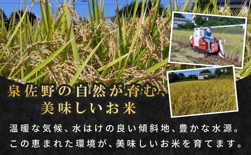 【数量限定】令和7年産 新米 つきあかり 10kg【5kg×2 泉佐野市産 お米 おこめ 白米 精米 家計応援】 G3538