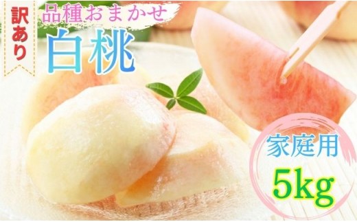 
                  山形県産 白桃 ご家庭用 5kg （12玉～25玉）【2026年8月上旬から9月中旬発送】 山形県 果物 フルーツ 桃 モモ もも 夏 送料無料
                
