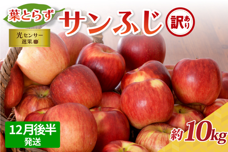 りんご　【2025年12月後半発送】【訳あり】葉とらずりんご 約10kg サンふじ 葉とらず 青森りんご サンふじりんご