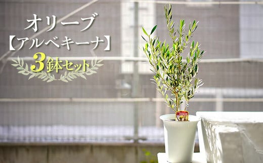 【3鉢セット】オリーブの木 品種：アルベキーナ6号鉢 シンボルツリー ※離島への配送不可 | 観葉植物 3本 植物 グリーン オリーブの木 アルベキーナ 室内 苗 鉢植え シンボルツリー ギフト 贈答 贈り物 プレゼント お中元 お歳暮 直送 農家直送 茨城県 古河市 送料無料 _FC11