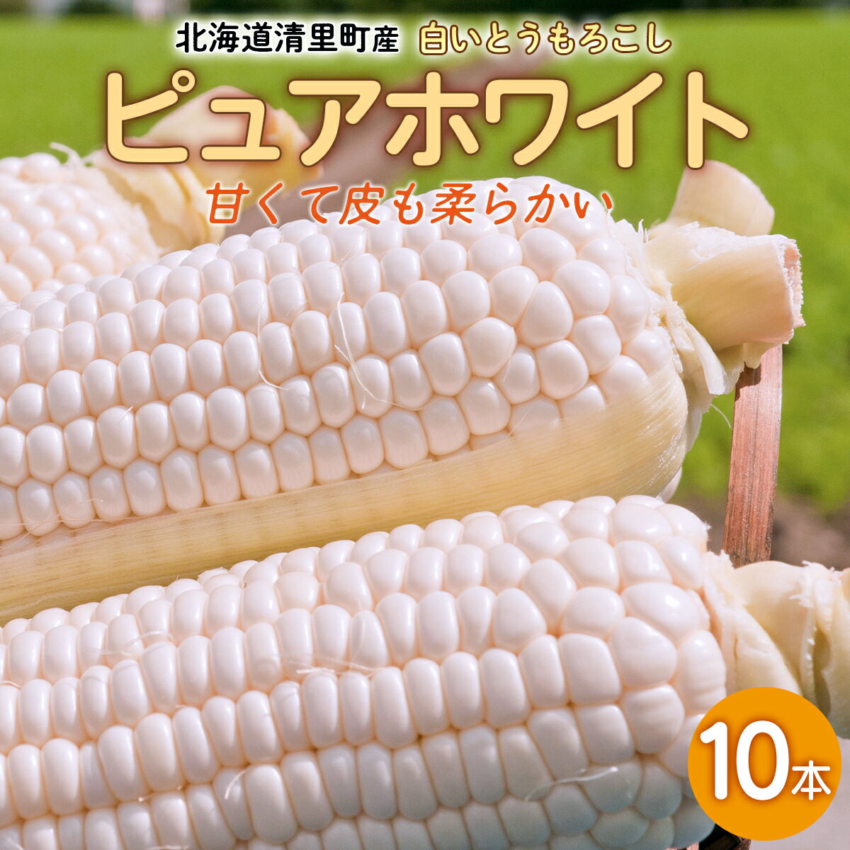 【ふるさと納税】清里町産 白いとうもろこし ピュアホワイト 10本 【 ふるさと納税 人気 おすすめ ランキング とうもろこし トウモロコシ ピュアホワイト コーン 白い 10本 甘い 生 北海道 清里町 送料無料 】 KYSL001