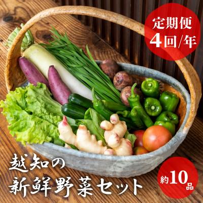 ふるさと納税 越知町 越知産市の季節の野菜セット(年4回発送)　産地直送　旬野菜