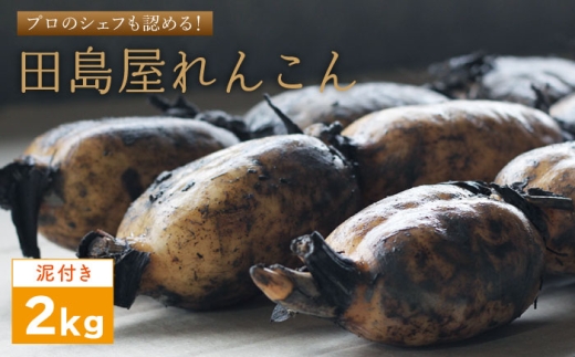 れんこん（泥付き） 2kg 【田島屋れんこん】 2026年8月～発送 佐賀県産 農家直送 直送 白石れんこん レンコン 蓮根 白石町産 野菜 根菜 高品質 2026年産 令和8産年 九州 佐賀県 白石町 白石 [IAV002]