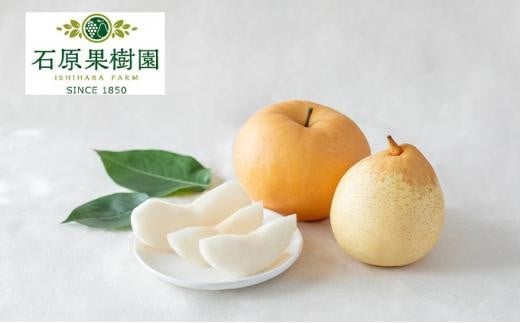 梨 2026年  あたご梨・鴨梨（ヤーリー）詰合せ 合計約4kg 化粧贈答箱赤秀【ナシ なし 岡山県産 国産 フルーツ 果物 ギフト 石原果樹園】