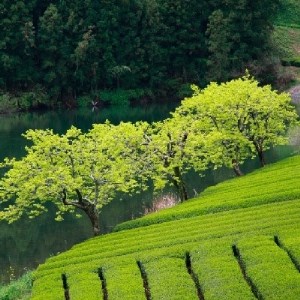 【価格改定予定】静岡銘茶三撰 「薮北天下一」「山峡の里」「旬香」　各100g　詰め合わせ