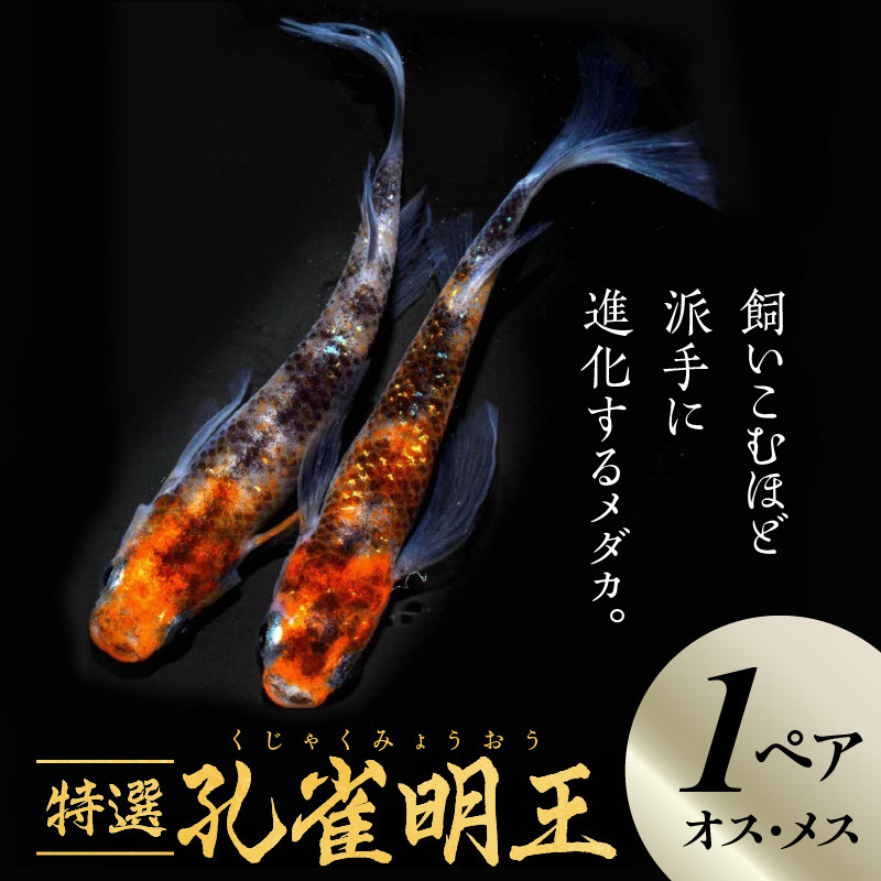 
            138-2　舞めだか生産 特選 「孔雀明王」 オス メス 1ペア 2匹 派手 進化 めだか 松井ヒレ長 美白 朱赤 孔雀 明王 菩薩 融合 飼育 観賞魚 メダカ
          