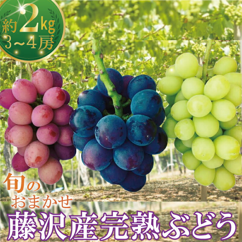 【ふるさと納税】ぶどう 約2kg 3房から4房 【8月下旬発送】朝摘み ブドウ 葡萄 くだもの 果物 フルーツ 旬 完熟 藤稔 ふじみのり シャインマスカット クイーンニーナ BKシードレス 涼香 マスカットノワール おまかせ budou 鈴木園 神奈川 湘南 藤沢