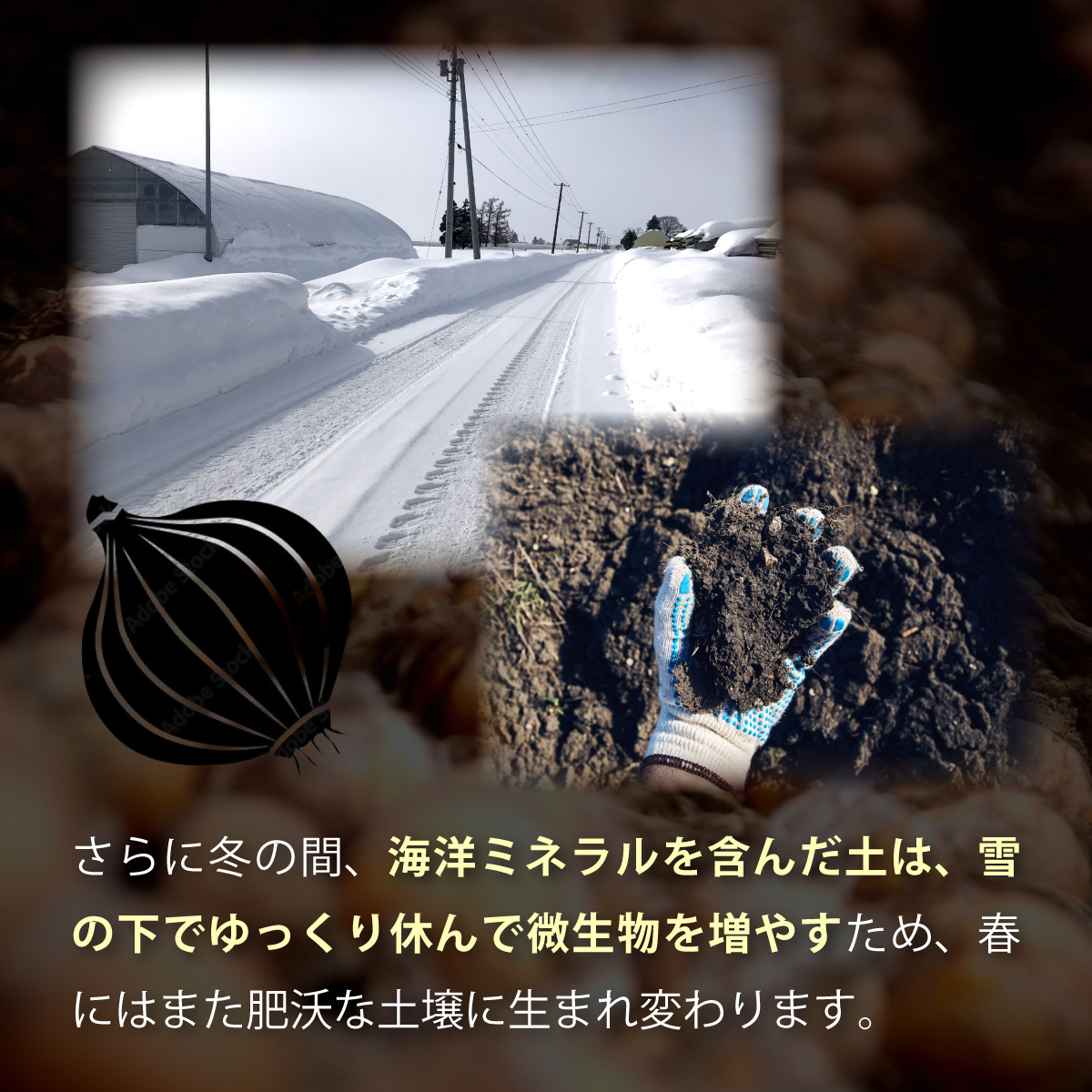 真珠の玉葱 特別栽培Lサイズ5kg ≪海のミネラルで育てた特別栽培玉葱≫【50101】
