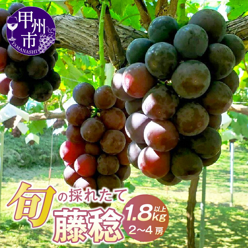 【ふるさと納税】 ぶどう 葡萄 藤稔 大玉 黒系 1.8kg以上 2房～4房 甲州市 山梨県 産地直送 2025年配送 ぶどうの王様 果物 甘い 大きい フルーツ くだもの 果汁たっぷり 旬 採れたて 人気 冷蔵 8月 9月 発送 （HO） 【B12-147】