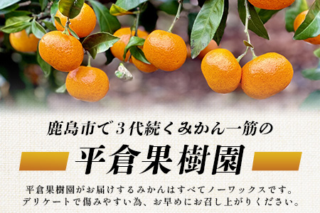 B-345《まぼろしのみかん》鹿島 平倉果樹園のみかん『今村』 約5.5kg サイズ混合 みかん 希少 幻 まぼろし 蜜柑 ミカン オレンジ フルーツ 果物 高糖系 平均糖度12度 佐賀県 鹿島市 人