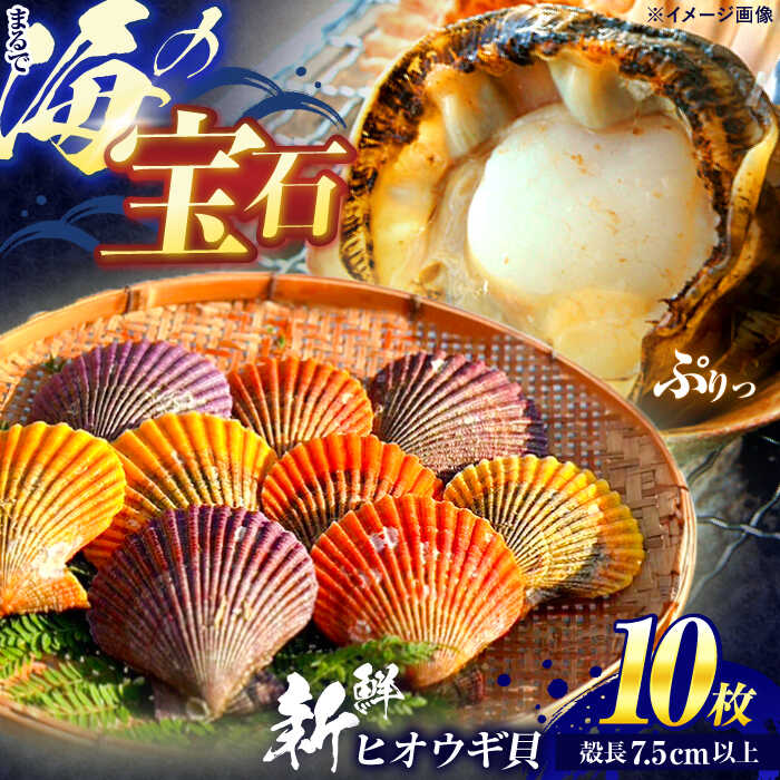 【ふるさと納税】【ホタテ以上の旨味！】ヒオウギ貝 10枚(殻長7.5cm以上) / 貝 かい 魚介 ぎょかい 海鮮 かいせん 海産物 / 諫早市 / 橘湾中央漁業協同組合[AHDP001]