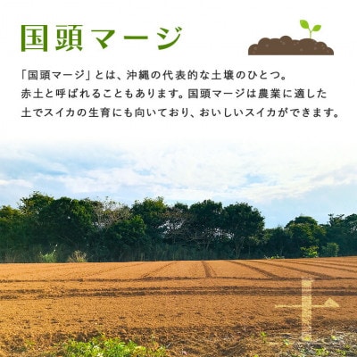 【2025年5月～6月頃の発送】島袋さんの夏スイカ大玉 1玉(5.0～7.0kg)【配送不可地域：離島】