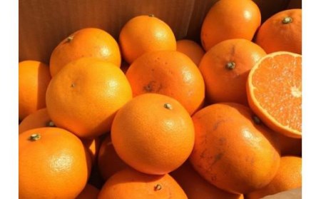 【2026年2月中旬から順次発送】家庭用 せとか5kg と 柑橘加工品セット | 愛媛 みかん 先行予約 蜜柑 柑橘 果物 くだもの フルーツ お取り寄せ グルメ 期間限定 数量限定 人気 おすすめ 