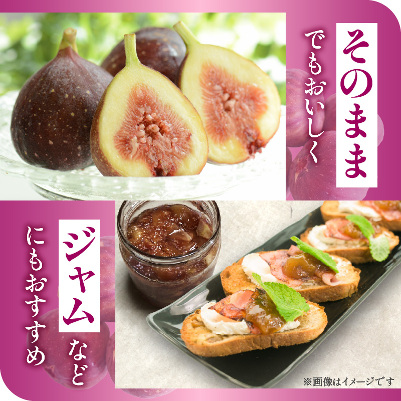 【ハウス栽培】朝もぎ フレッシュな完熟いちじく 碧南市 にいみ農園 フルーツ いちじく トマト農家 H031-006