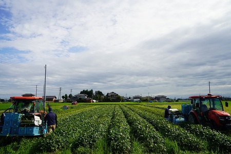 【夏季限定】 朝採り 即冷蔵 新鮮 阿賀野市産 えだまめ 「えんだま」 2kg (250g×8袋) 7月より順次発送 枝豆 つまみ 期間限定  2P03012